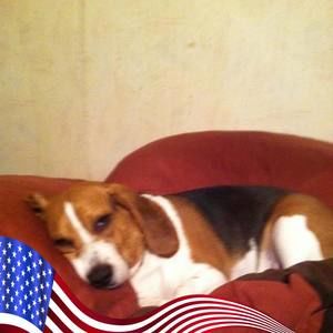 Meet your Posher, Lewis